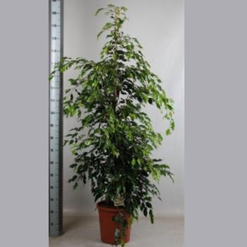 Ficus Benjamina H. 1,90m
