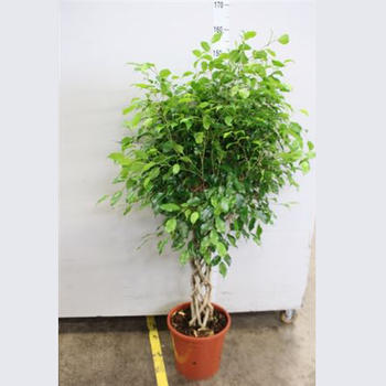 Ficus Benjamina torsadé H 1,50m