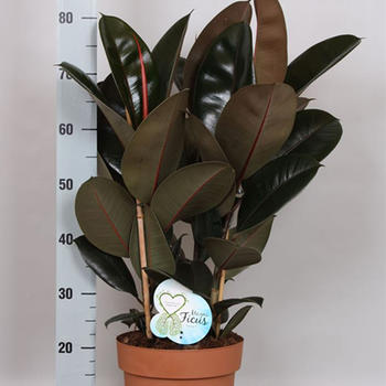 Ficus Elastica H 75cm