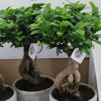 Ficus Genseng H 40cm 
