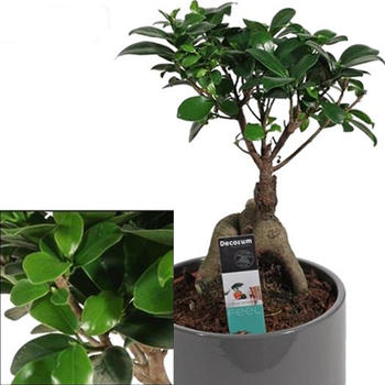 Ficus bGenseng Grey H 35cm