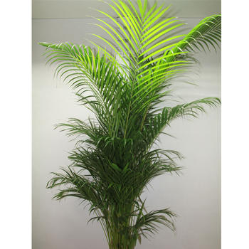 Chrysalidocarpus Areca H 1,80m