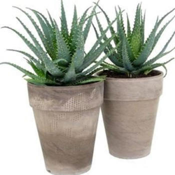 Aloe Arborescens H 50cm pot 21cm