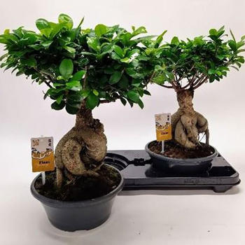 Ficus Microcarpa Ginseng pot de 23cm