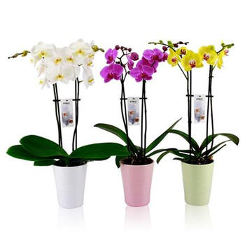 Orchidée pot 12cm H. 60cm
