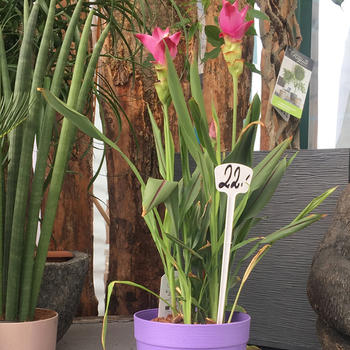 Plante fleurie pot 14 H 70cm