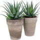 Plantes vertes et fleuries : Aloe Arborescens H 50cm pot 21cm