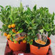 Plantes vertes et fleuries : Citrus Calamondin pot 19 H. 45cm