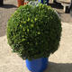 Plantes vertes et fleuries : boule Buis diamètre 40cm