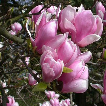 Magnolia 4 variétes pot de 5 
