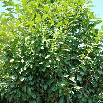 Prunus Laurocerasus Novita CLT 3