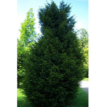 Taxus Baccata H.140