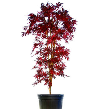Erable Acer palmatum Bloodgood H.125/150