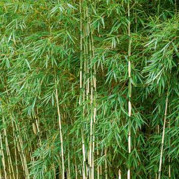 Bambou Fargesia robusta 