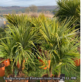 Trachycarpus ce Fortunei trois tronc 25 Lt 