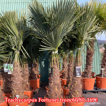 Trachycarpus Fortunei tronc60/80 
